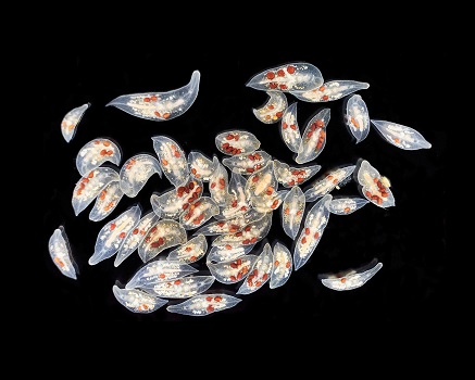 Mesostoma ehrenbergii